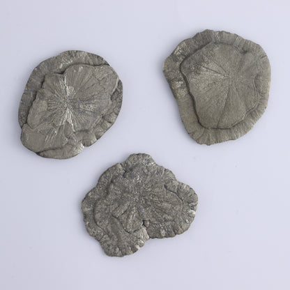 Pyrite Suns Flat of 16 - Expert Wholesale and Supplier of Wholesale Crystals & Bulk Gemstones, ["Pyrite","Suns","United States"]