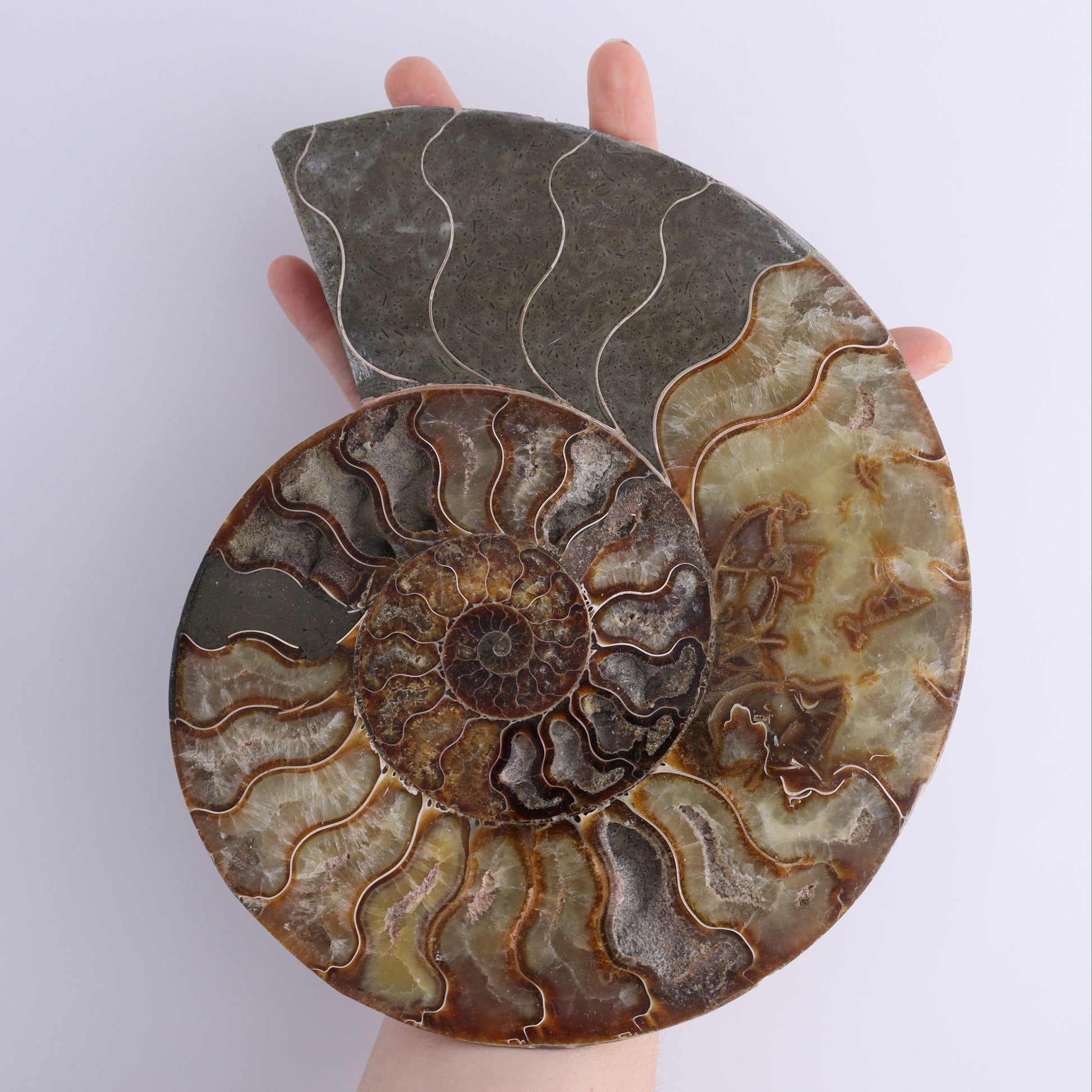 Ammonite Pair - Expert Wholesale and Supplier of Wholesale Crystals & Bulk Gemstones, ["Ammonite","Madagascar","shells"]