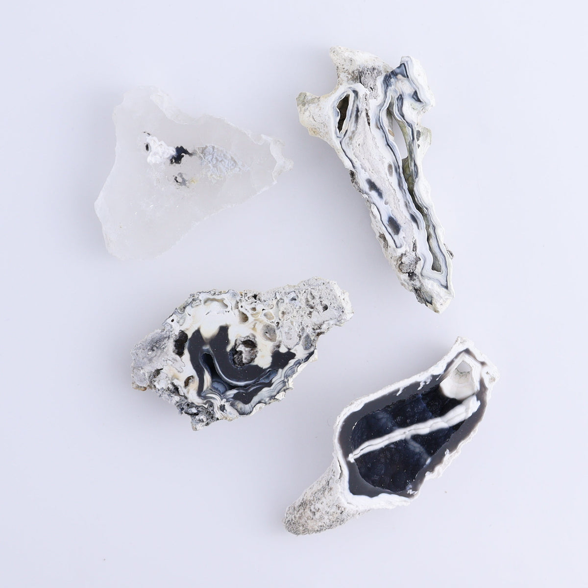 Agatized Coral Flat | Mi Esperanza Minerals | Supplier of Crystals and Onyx