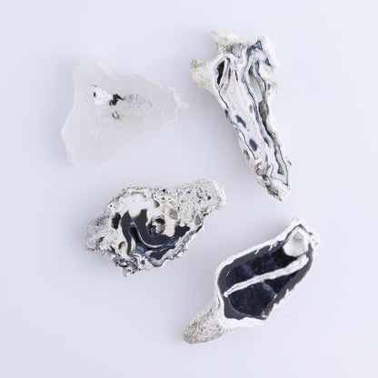 Agatized Coral Flat | Mi Esperanza Minerals | Supplier of Crystals and Onyx