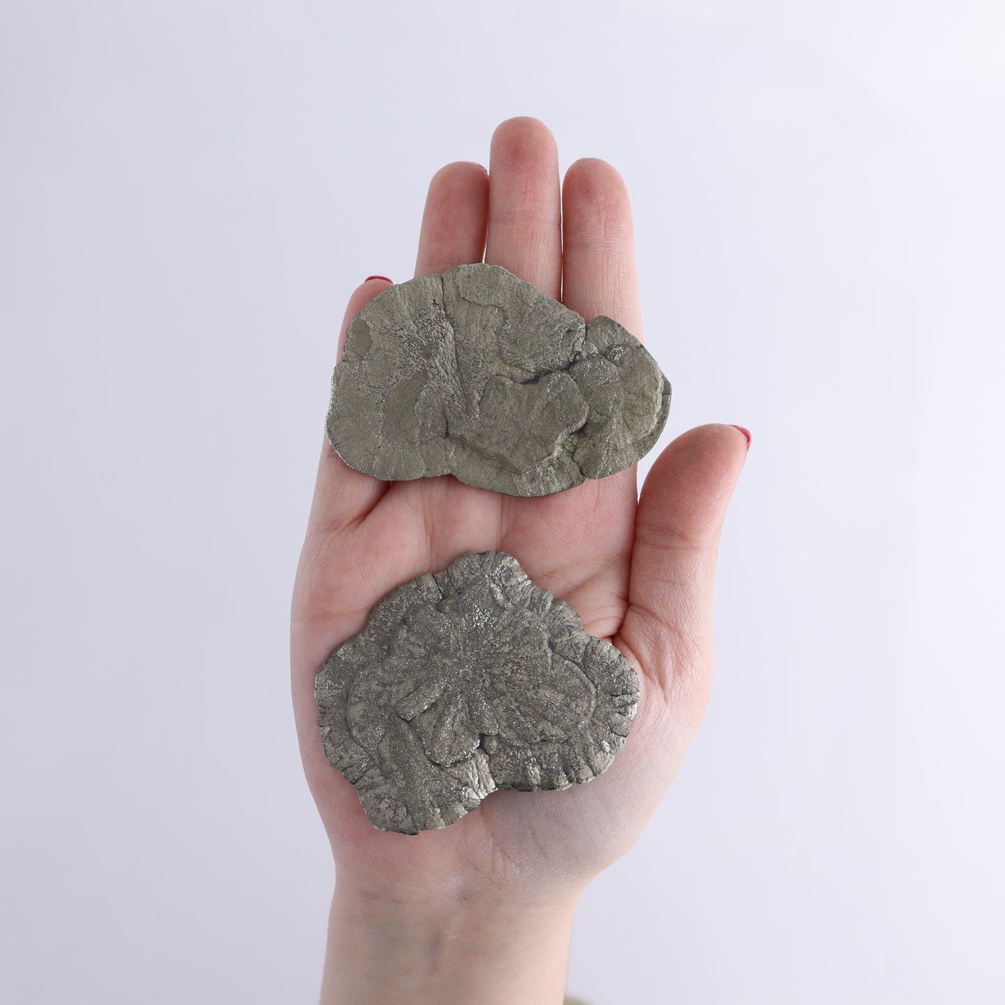 Pyrite Suns Flat of 16 - Expert Wholesale and Supplier of Wholesale Crystals & Bulk Gemstones, ["Pyrite","Suns","United States"]