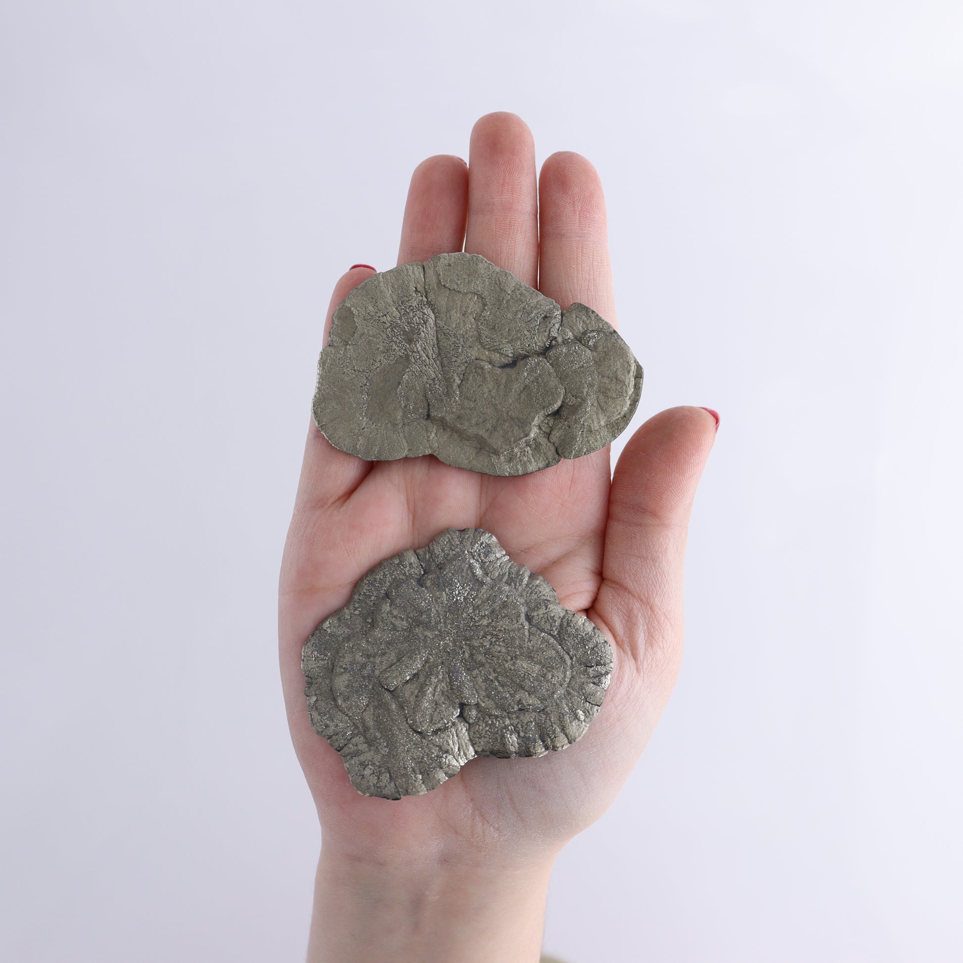 Pyrite Suns Flat of 16 - Expert Wholesale and Supplier of Wholesale Crystals & Bulk Gemstones, ["Pyrite","Suns","United States"]