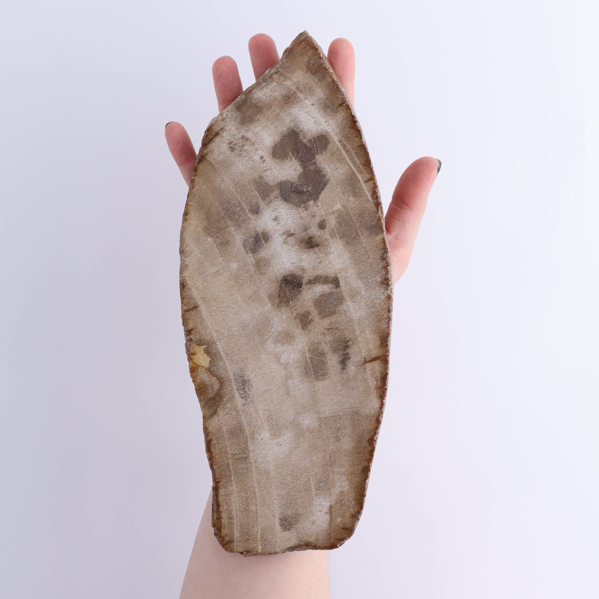 Petrified Wood Slices & Slabs Set of 4 - Expert Wholesale and Supplier of Wholesale Crystals & Bulk Gemstones, ["Freeforms","Indonesia","Petrified Wood","Slices and Slabs"]