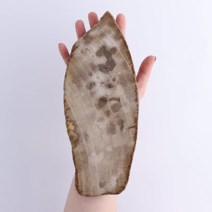 Petrified Wood Slices & Slabs Set of 4 - Expert Wholesale and Supplier of Wholesale Crystals & Bulk Gemstones, ["Freeforms","Indonesia","Petrified Wood","Slices and Slabs"]