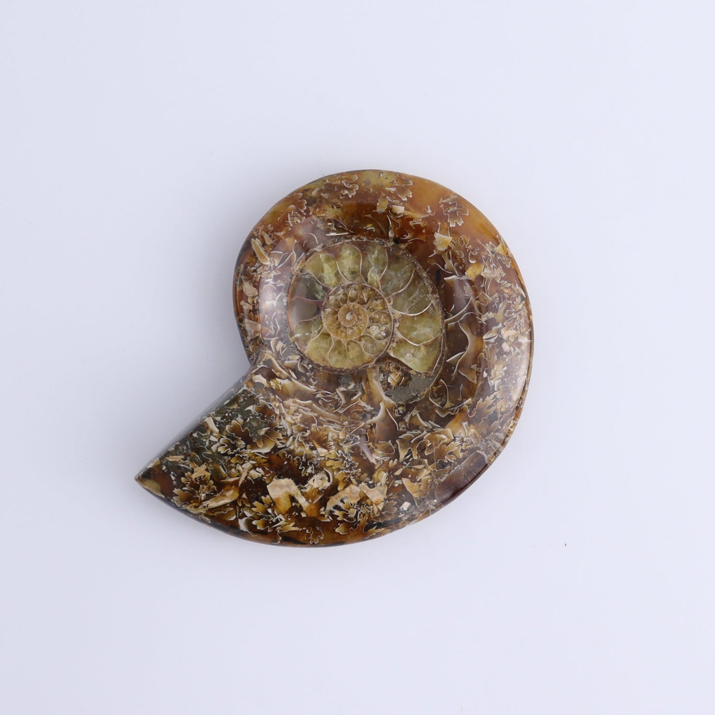 Ammonite Bowls Set of 4 - Expert Wholesale and Supplier of Wholesale Crystals & Bulk Gemstones, ["Ammonite","close_30","Madagascar","shells"]