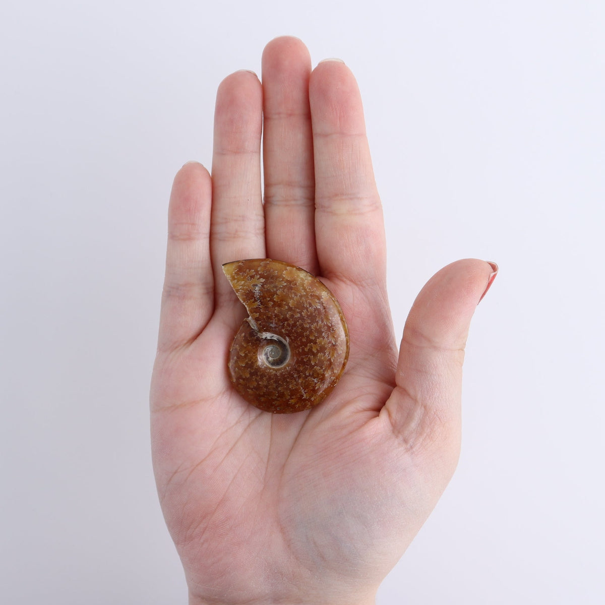 Ammonite Shells Set of 9