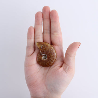 Ammonite Shells Set of 9