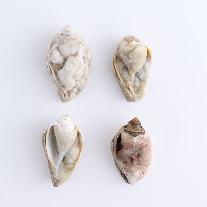 Crystalized Shells Set of 4