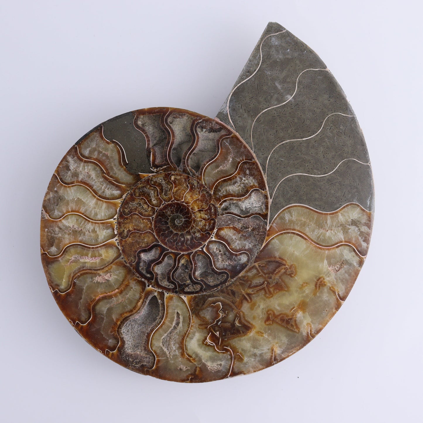 Ammonite Pair - Expert Wholesale and Supplier of Wholesale Crystals & Bulk Gemstones, ["Ammonite","Madagascar","shells"]