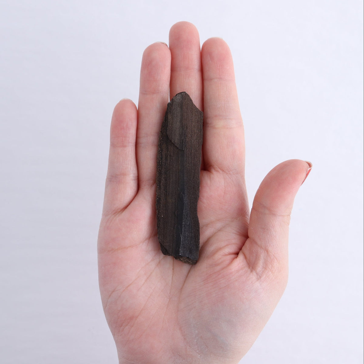 Permineralized Wood Flat of 6