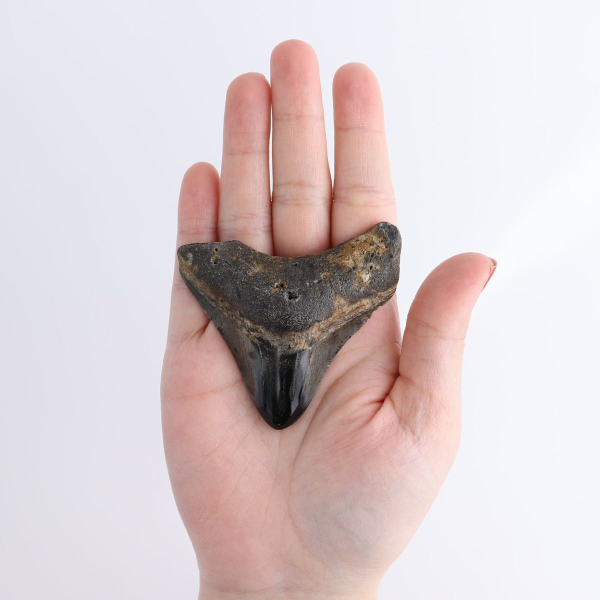 Megalodon Teeth Set of 5 - wholesale crystals