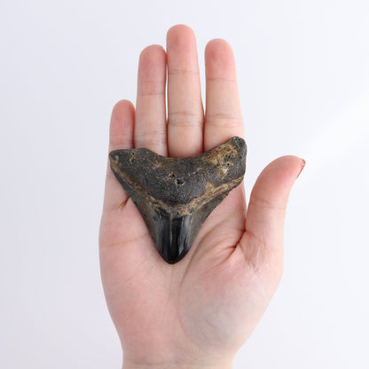 Megalodon Teeth Set of 5 - wholesale crystals