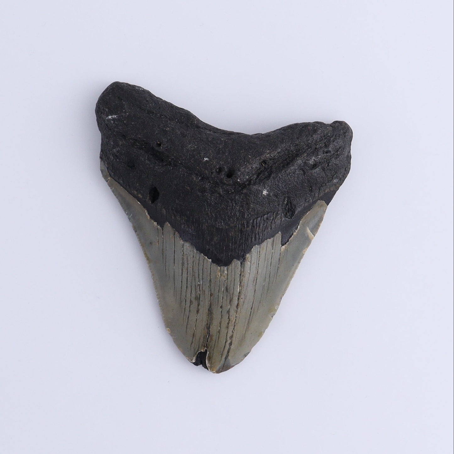Megalodon Teeth Set of 3 - Expert Wholesale and Supplier of Wholesale Crystals & Bulk Gemstones, ["Megalodon Teeth","United States"]