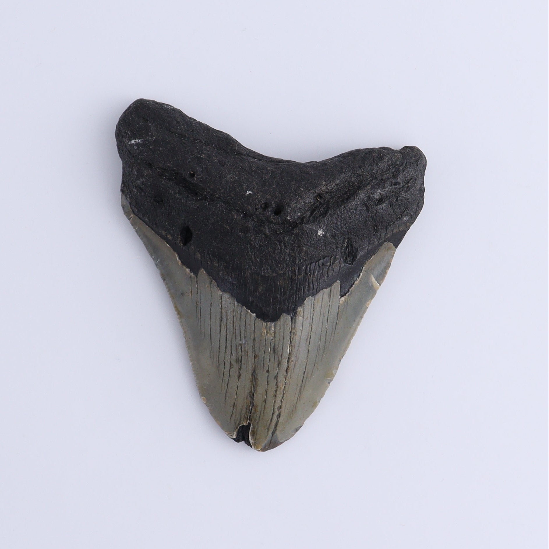 Megalodon Teeth Set of 3 - Expert Wholesale and Supplier of Wholesale Crystals & Bulk Gemstones, ["Megalodon Teeth","United States"]
