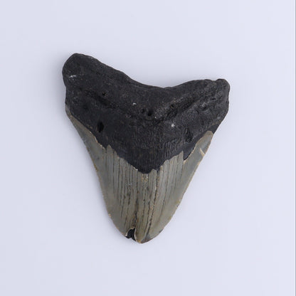 Megalodon Teeth Set of 3 - Expert Wholesale and Supplier of Wholesale Crystals & Bulk Gemstones, ["Megalodon Teeth","United States"]