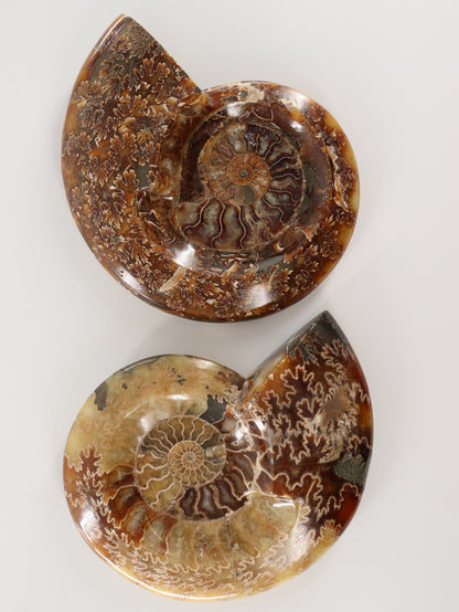Ammonite Bowls Set of 2 - Expert Wholesale and Supplier of Wholesale Crystals & Bulk Gemstones, []