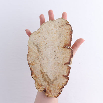 Petrified Wood Slices & Slabs Set of 4
