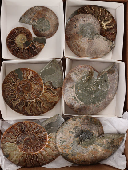 Ammonite Pairs Set of 4