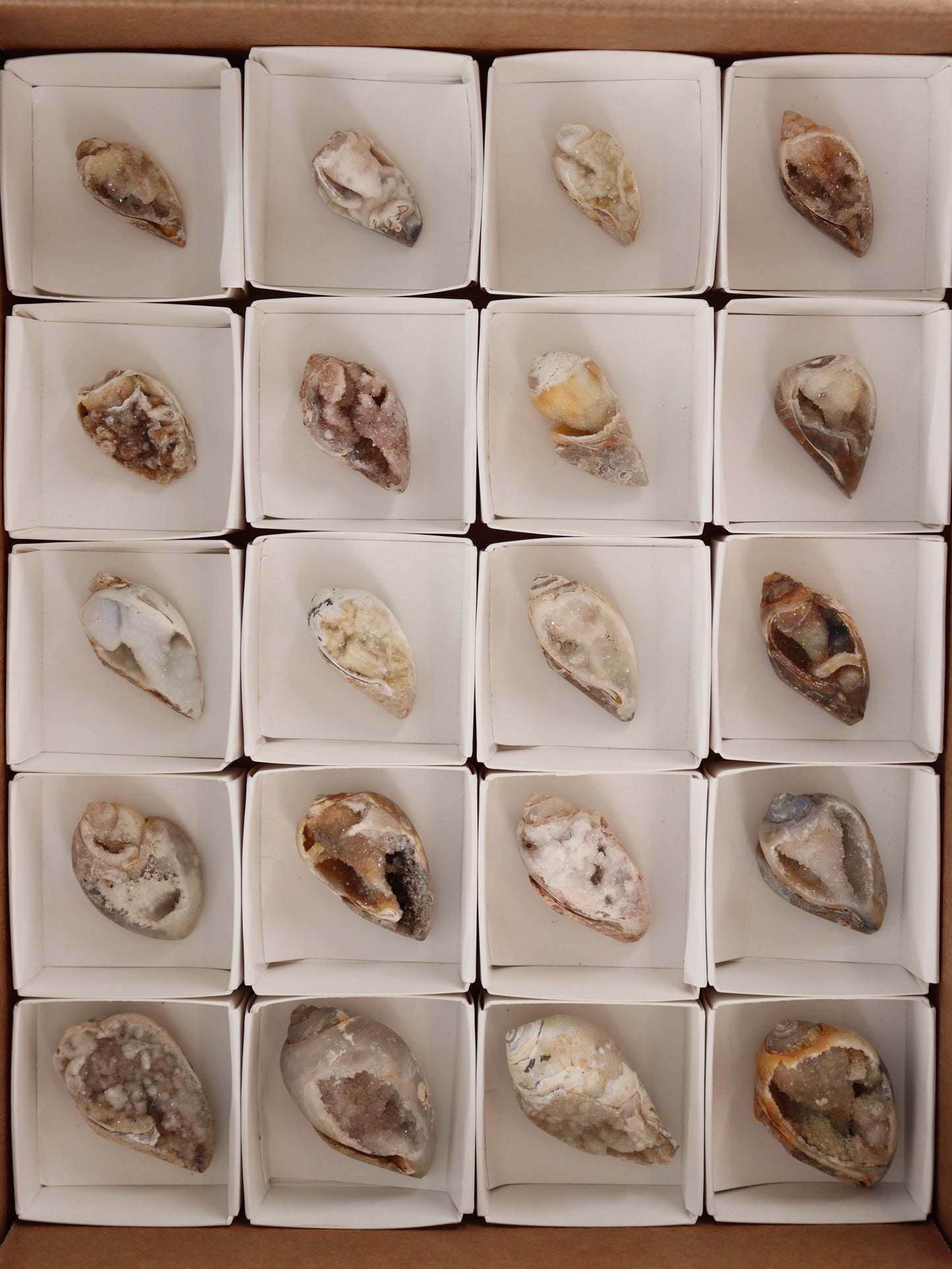 Fossil Shell Flat Set of 20 - Expert Wholesale and Supplier of Wholesale Crystals & Bulk Gemstones, []