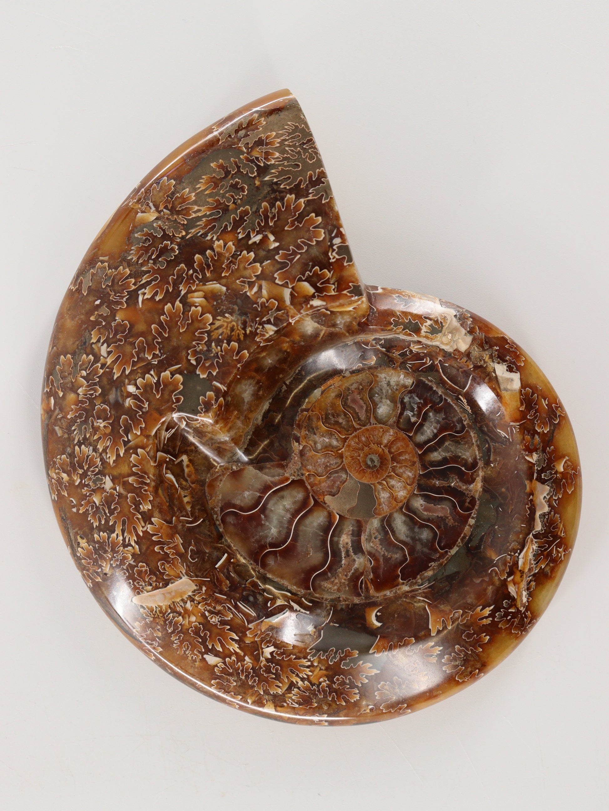 Ammonite Bowls Set of 2 - Expert Wholesale and Supplier of Wholesale Crystals & Bulk Gemstones, []