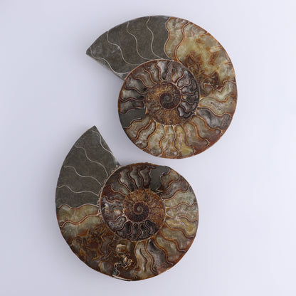 Ammonite Pair - Expert Wholesale and Supplier of Wholesale Crystals & Bulk Gemstones, ["Ammonite","Madagascar","shells"]