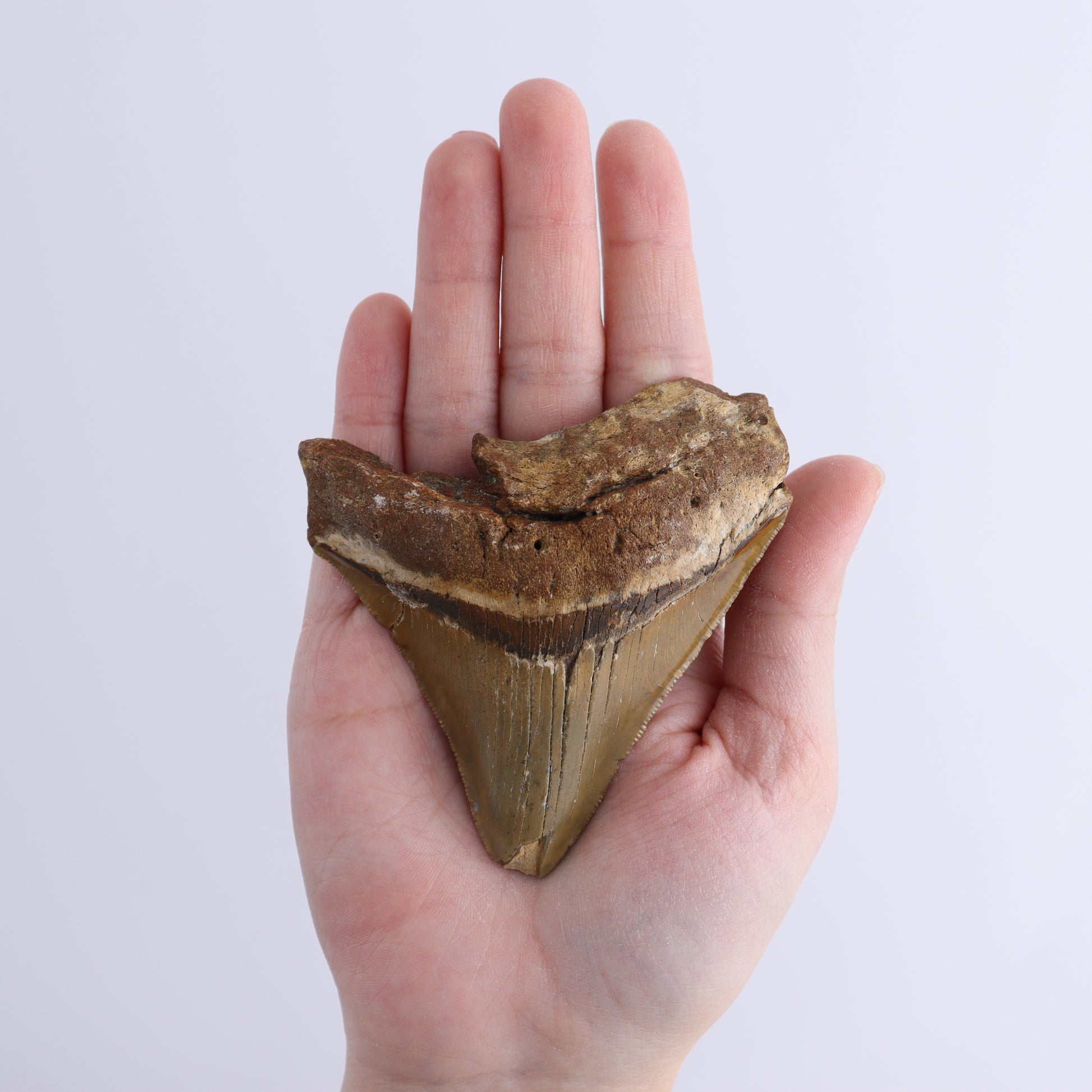 Megalodon Teeth Set of 3 - Expert Wholesale and Supplier of Wholesale Crystals & Bulk Gemstones, ["Megalodon Teeth","United States"]