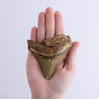 Megalodon Teeth Set of 3 - Expert Wholesale and Supplier of Wholesale Crystals & Bulk Gemstones, ["Megalodon Teeth","United States"]