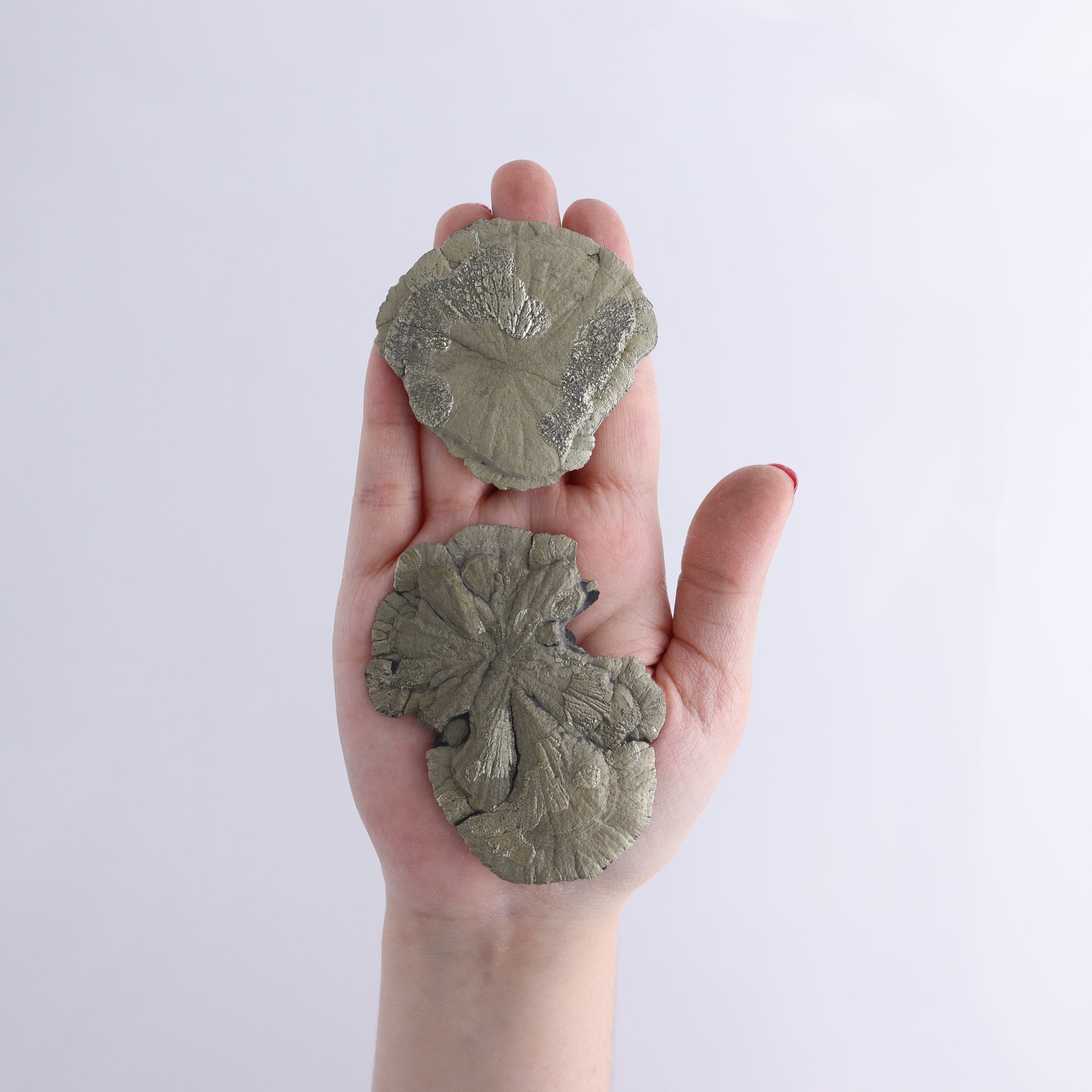 Pyrite Suns Flat of 16 - Expert Wholesale and Supplier of Wholesale Crystals & Bulk Gemstones, ["Pyrite","Suns","United States"]
