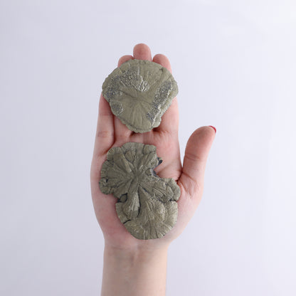 Pyrite Suns Flat of 16 - Expert Wholesale and Supplier of Wholesale Crystals & Bulk Gemstones, ["Pyrite","Suns","United States"]
