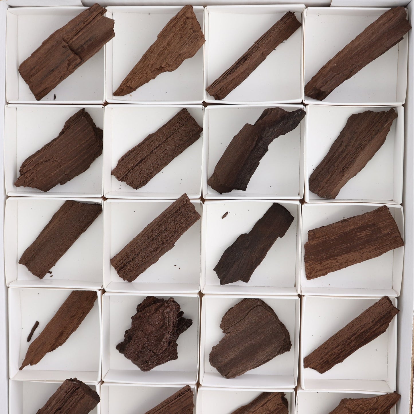 Permineralized Wood Flat of 24