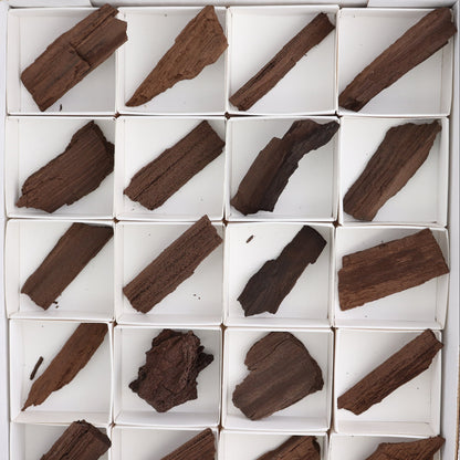 Permineralized Wood Flat of 24