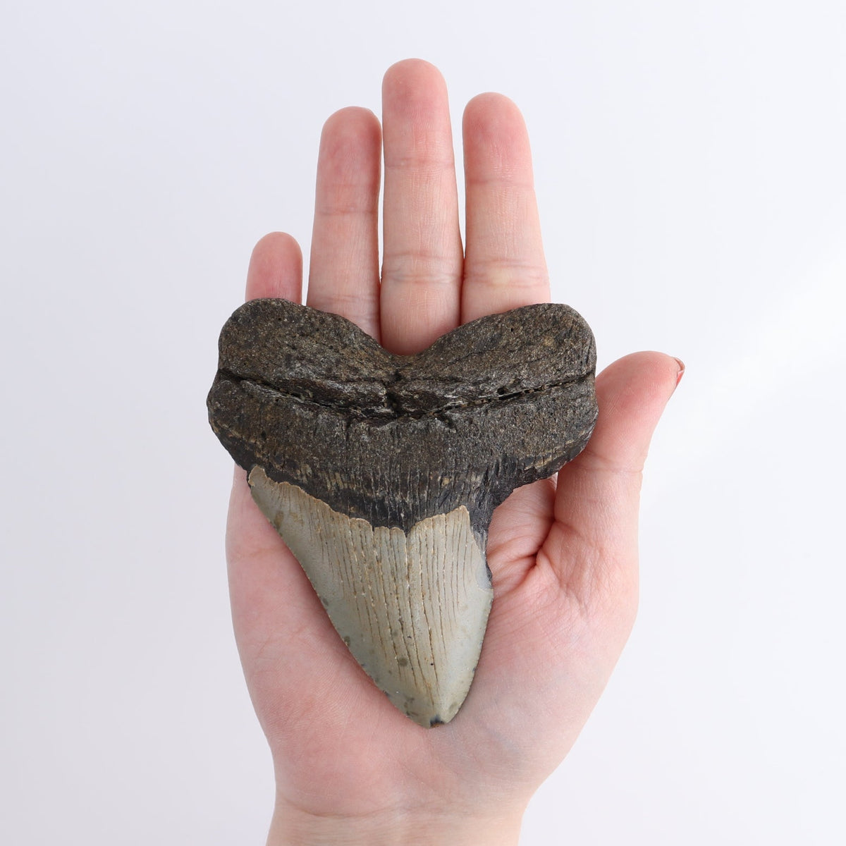 Megalodon Teeth Set of 5 - wholesale crystals