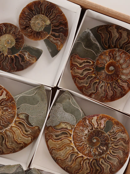 Ammonite Pairs Set of 4