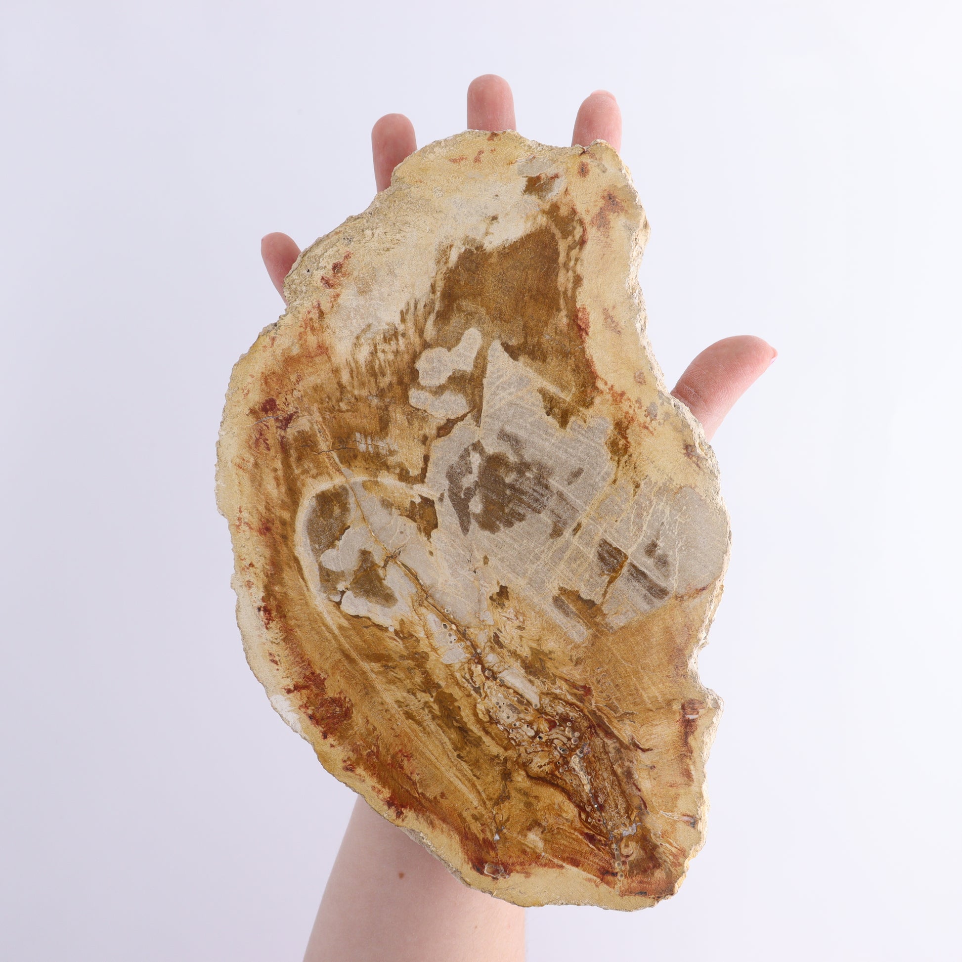 Petrified Wood Slices & Slabs Set of 3 - Expert Wholesale and Supplier of Wholesale Crystals & Bulk Gemstones, ["Freeforms","Indonesia","Petrified Wood","Slices and Slabs"]