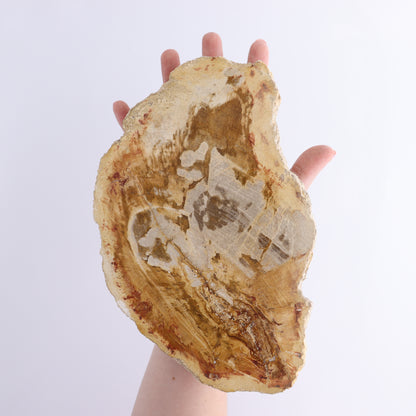 Petrified Wood Slices & Slabs Set of 3 - Expert Wholesale and Supplier of Wholesale Crystals & Bulk Gemstones, ["Freeforms","Indonesia","Petrified Wood","Slices and Slabs"]