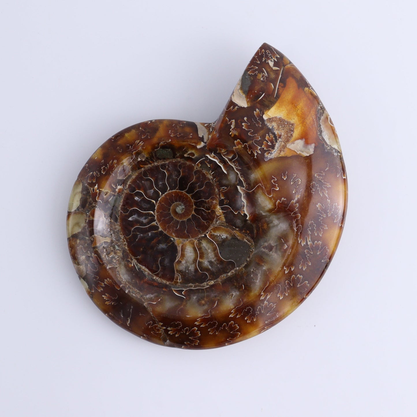 Ammonite Bowls Set of 4 - Expert Wholesale and Supplier of Wholesale Crystals & Bulk Gemstones, ["Ammonite","close_30","Madagascar","shells"]
