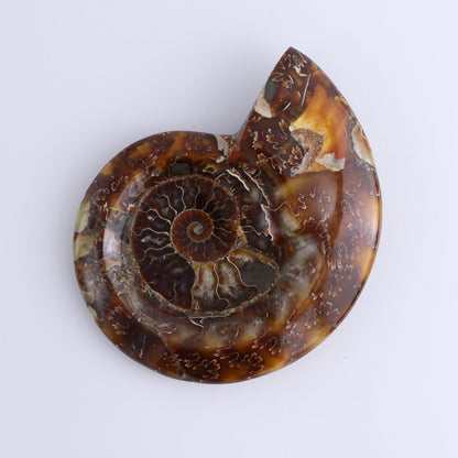 Ammonite Bowls Set of 4 - Expert Wholesale and Supplier of Wholesale Crystals & Bulk Gemstones, ["Ammonite","close_30","Madagascar","shells"]
