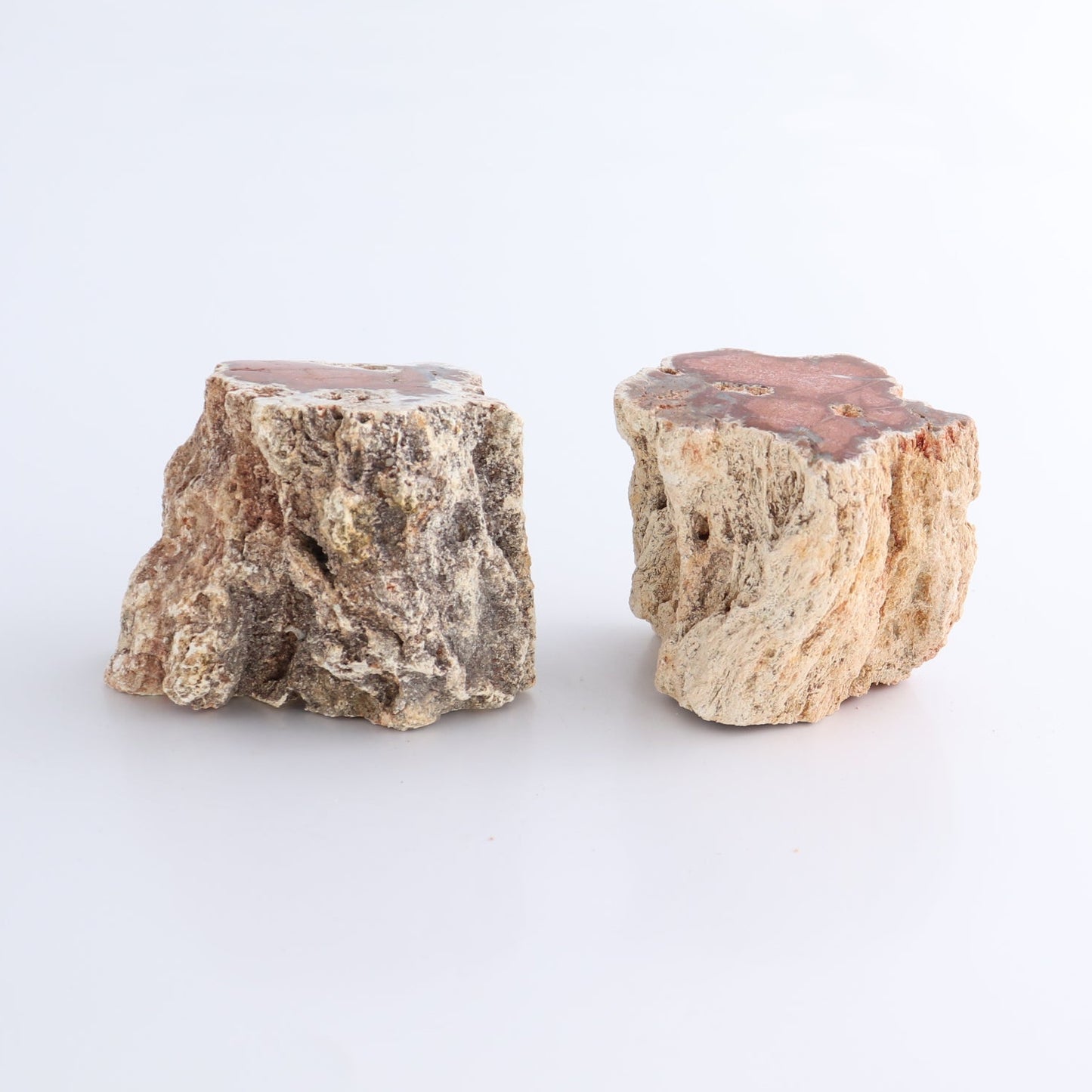 Petrified Wood Cut Bases Set of 8