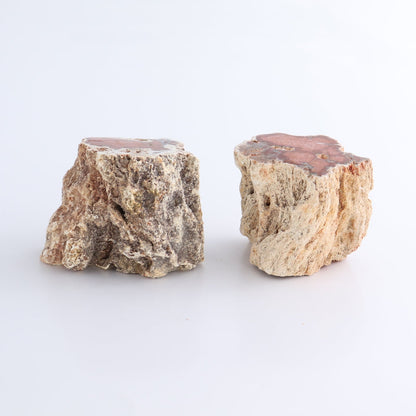 Petrified Wood Cut Bases Set of 8