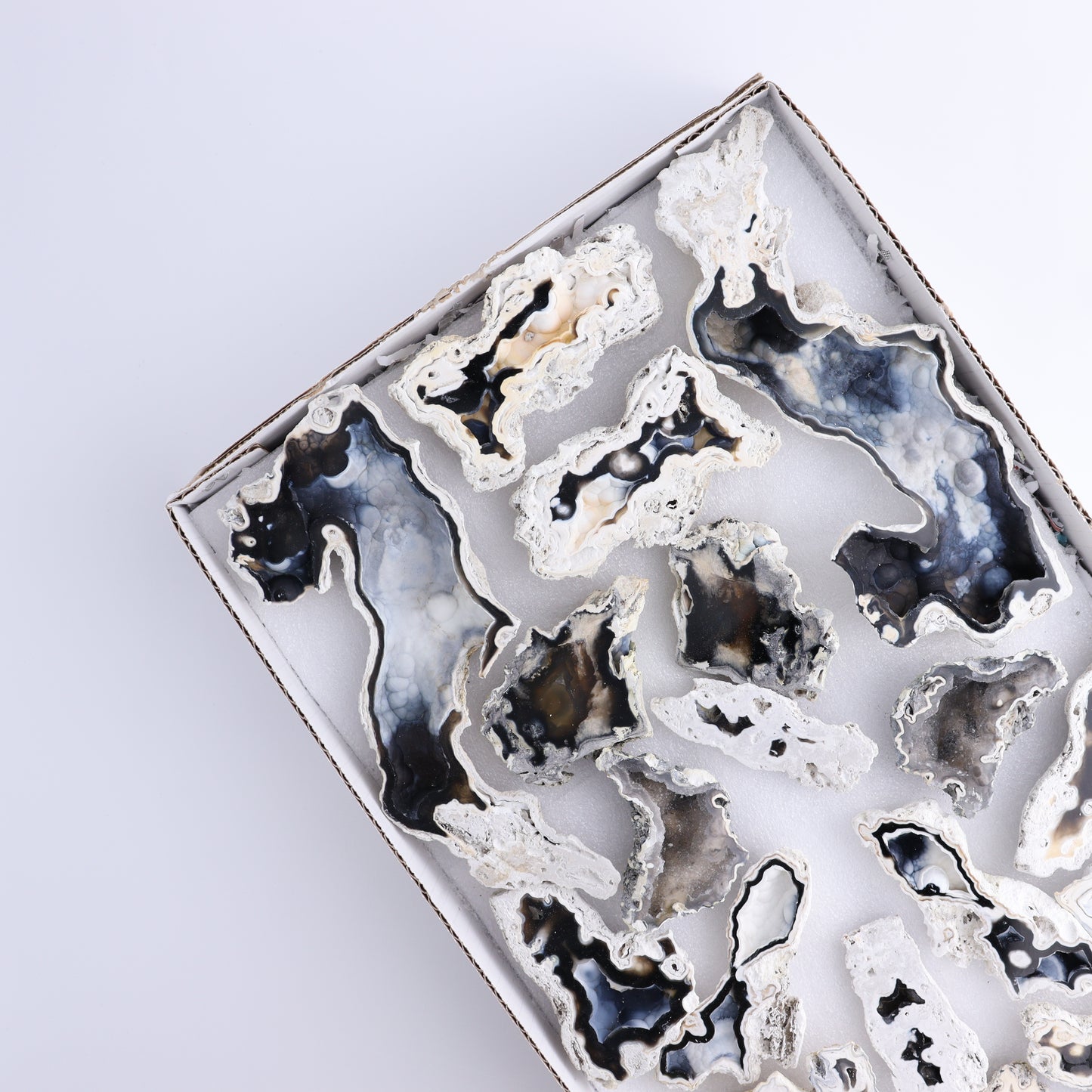 Agatized Coral Flat - Expert Wholesale and Supplier of Wholesale Crystals & Bulk Gemstones, ["Agate","Agatized Coral","Coral","United States"]