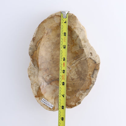One Small Petrified Wood Brown Rough Bowl