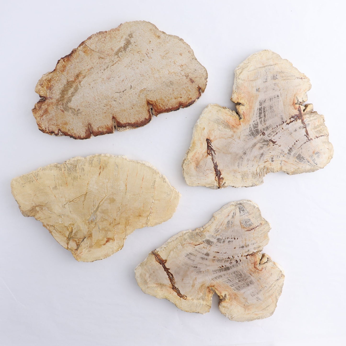 Petrified Wood Slices & Slabs Set of 4