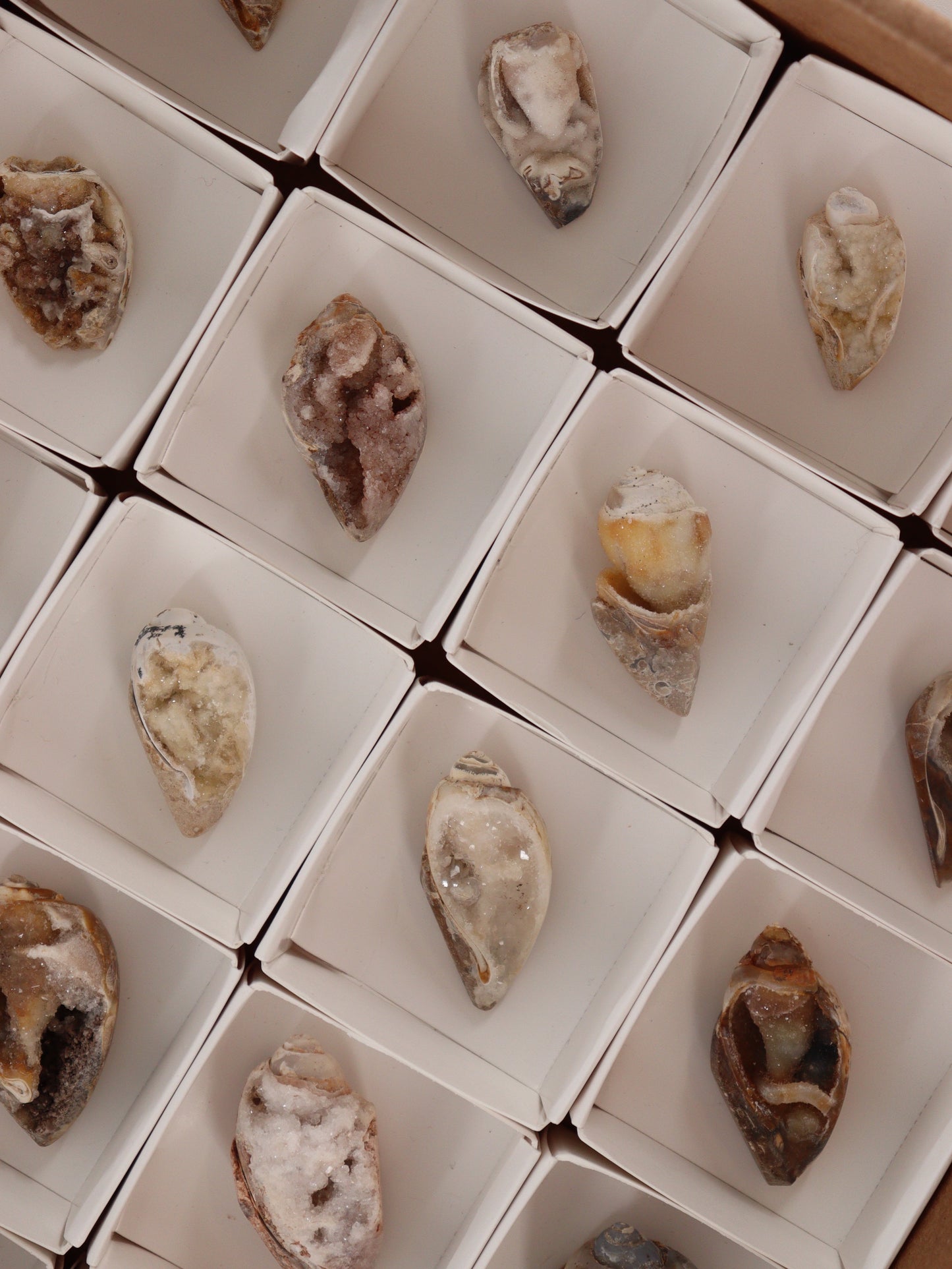 Fossil Shell Flat Set of 20 - Expert Wholesale and Supplier of Wholesale Crystals & Bulk Gemstones, []