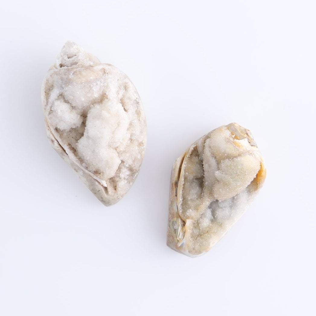 Crystalized Shells Set of 4