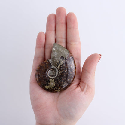 Ammonite Shells Set of 9