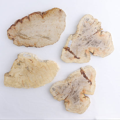 Petrified Wood Slices & Slabs Set of 4