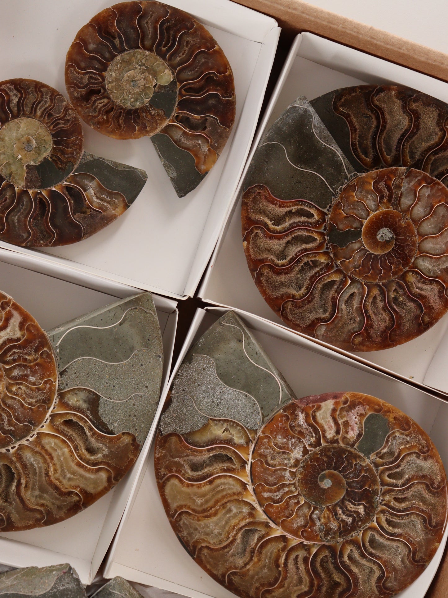 Ammonite Pairs Set of 4