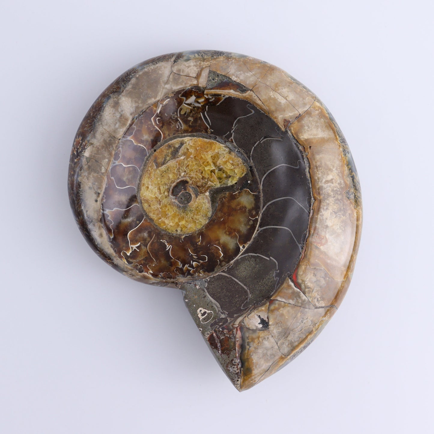 Ammonite Bowls Set of 4 - Expert Wholesale and Supplier of Wholesale Crystals & Bulk Gemstones, ["Ammonite","close_30","Madagascar","shells"]