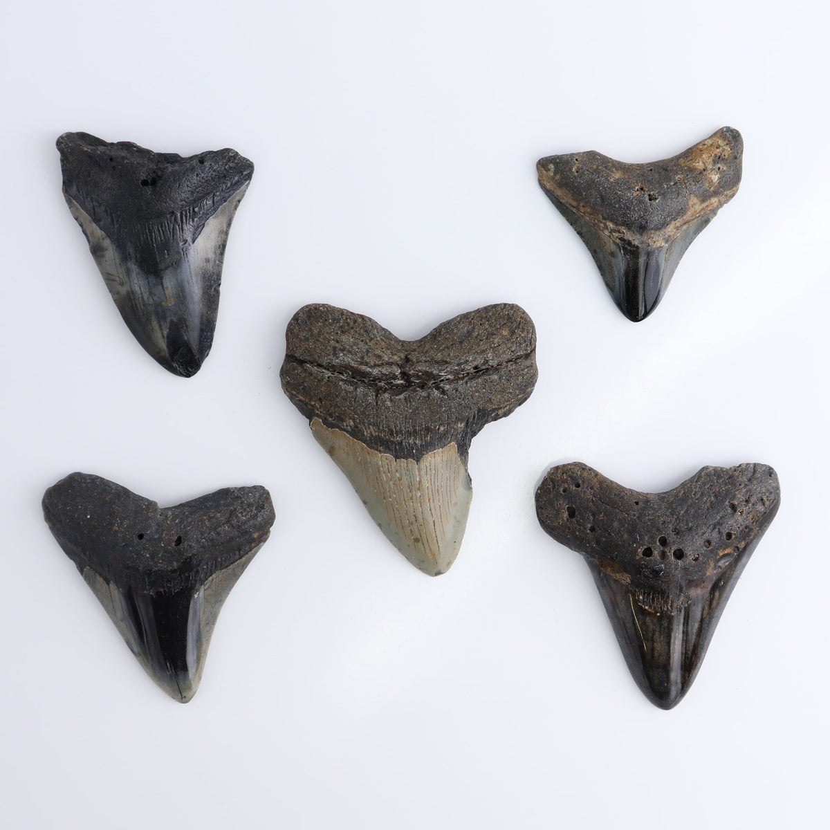 Megalodon Teeth Set of 5 - wholesale crystals