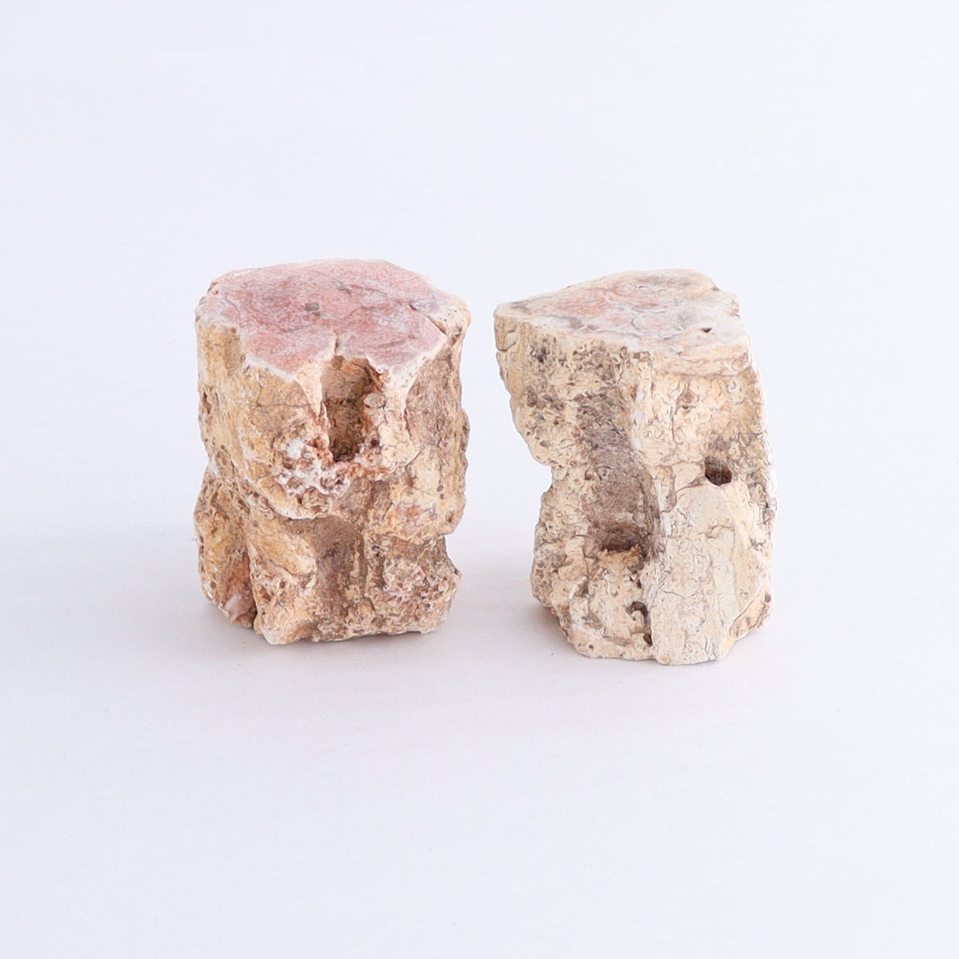 Petrified Wood Cut Bases Set of 10 - Expert Wholesale and Supplier of Wholesale Crystals & Bulk Gemstones, ["Cut Base","Petrified Wood"]